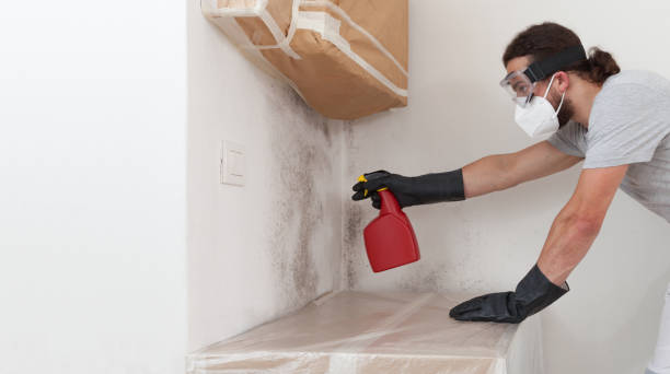 Professional Basement Mold Remediation technician working in North Palm Beach, FL