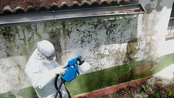 Trusted Basement Mold Remediation service in North Palm Beach, FL - Cheap Mold Removal
